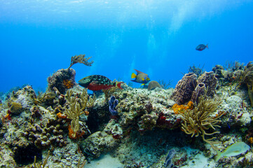 Fototapeta na wymiar The Reef (2)