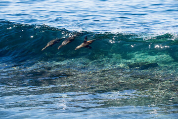 Fototapeta premium Surf Contest Dolphin Style