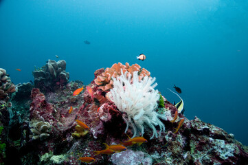 The Reef (1)