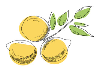 Hand drawn vector illustration - Collections of Lemons. Blossom plant with leaves colorful sketch