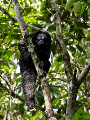 monk saki monkey
