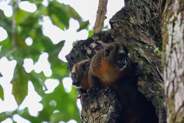 night monkeys in  a tree