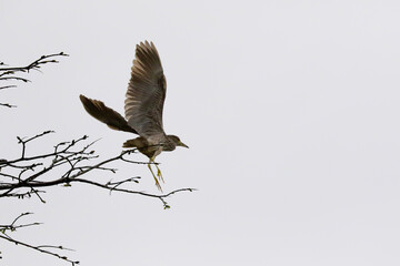 bird in flight