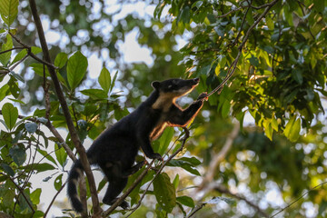 black coati mundi