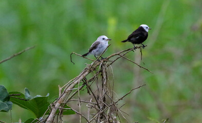 birds on a branch