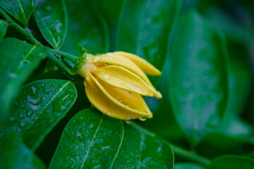 Close-up of raindrops on climbing Ylang-ylang flower	
