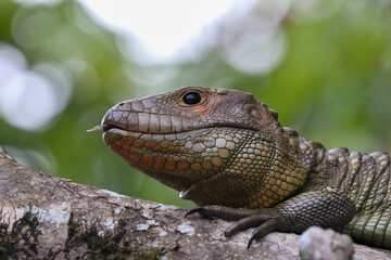 iguana on a tree