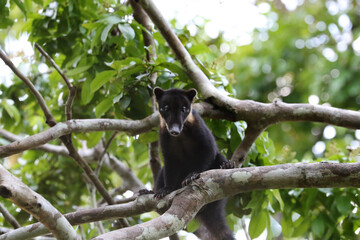 coati mundi 