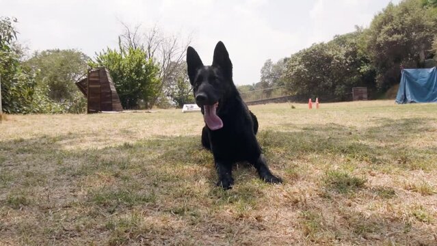 Perro negro echado, posando para la cámara en el campo