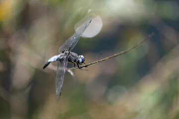Libellula fulva - Scarce chaser - Libellule fauve