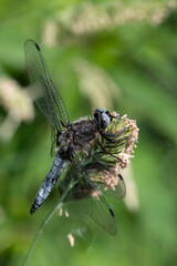 Libellula fulva - Scarce chaser - Libellule fauve