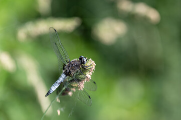 Libellula fulva - Scarce chaser - Libellule fauve