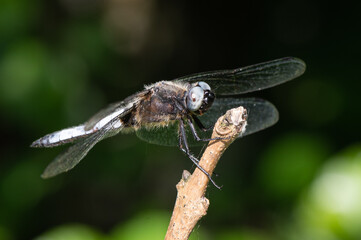 Libellula fulva - Scarce chaser - Libellule fauve