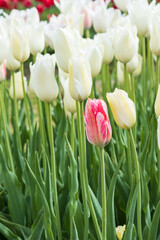 One pink tulip among many white tulips in a field