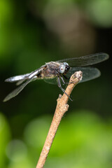 Libellula fulva - Scarce chaser - Libellule fauve