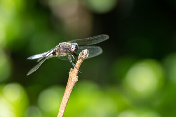 Libellula fulva - Scarce chaser - Libellule fauve