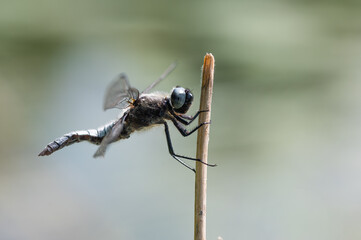 Libellula fulva - Scarce chaser - Libellule fauve