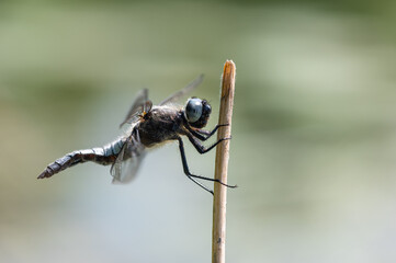 Libellula fulva - Scarce chaser - Libellule fauve