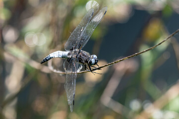 Libellula fulva - Scarce chaser - Libellule fauve