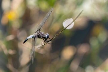 Libellula fulva - Scarce chaser - Libellule fauve