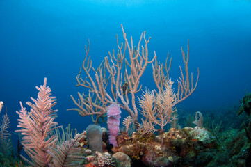 Fototapeta na wymiar Roatan Reef (3)