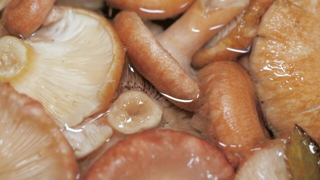 The soaked mushrooms from the harvest in Espoo Finland freshly picked from the forest.4k