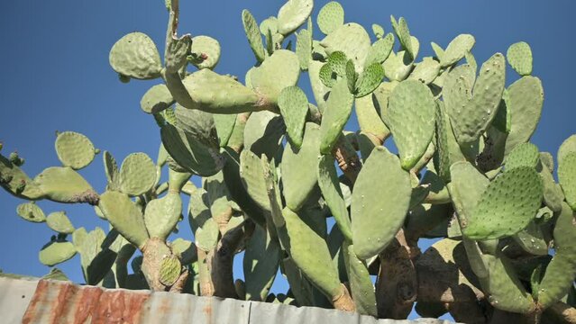 Green succulent cactus against blue sky in Arizona, low angle panning shot.