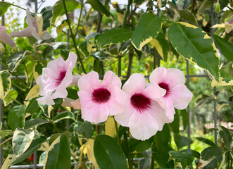 Flowering climbing plant Pandorea (lat. - Pandorea jasminoides)
