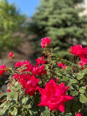 red rose bush