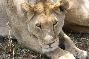 portrait of lion