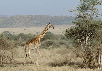 giraffe in the savannah