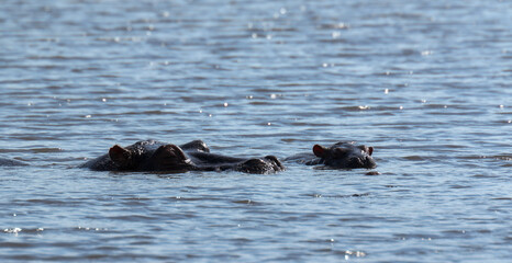 Fototapeta premium hippopotamus in water