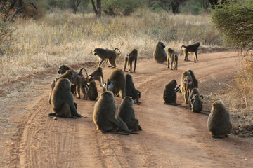 group of monkeys
