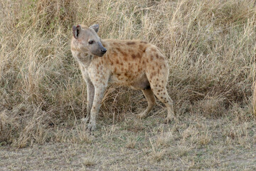 Naklejka na ściany i meble hyena in the savannah