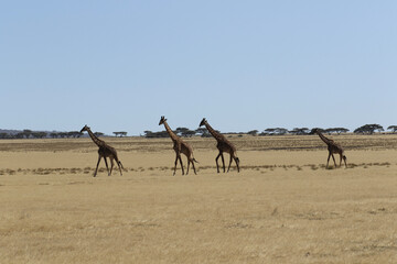 herd of giraffes