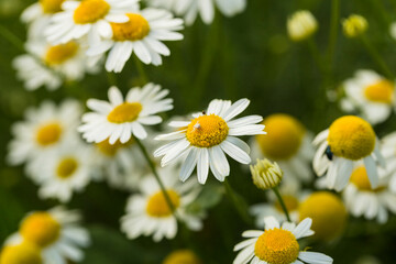 Tripleurospermum inodorum, wild chamomile, mayweed, false chamomile, and Baldr's brow, is the type species of Tripleurospermum. White Crab Spider (Thomisidae).