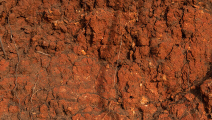 Sedimentary rocks with a high content of iron oxide. Red soil, loam. The texture of the soil.