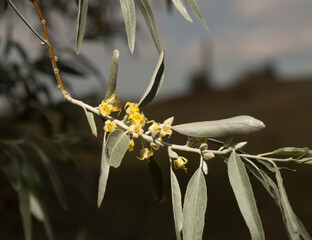 Elaeagnus commutata, the silverberry or wolf-willow, is a species of Elaeagnus. Spring flowering of the bush. Yellow flowers on the plant.
