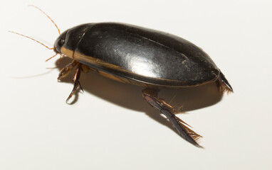 Dytiscidae – are the predaceous diving beetles, a family water beetles. Cybister lateralimarginalis-male.