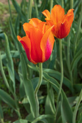 Orange and red tulips in a field