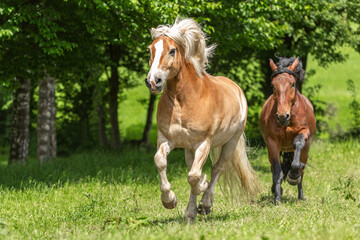 Portrait of a pretty haflinger horse gelding on a pasture in summer outdoors
