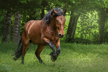 Horse in motion: Portrait of a bay brown south german draft horse gelding running across a pasture...
