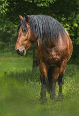 Portrait of a bay south german draft horse on a pasture in summer outdoors