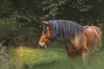 Portrait of a bay south german draft horse on a pasture in summer outdoors