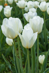 White tulips in a field, close-up
