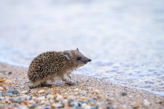 A small eared hedgehog sits on a pebble beach by the sea or by the river bank, close up, side view. The animal has come to quench its thirst, blurred background