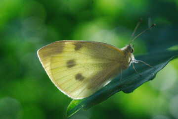 cabbage white butterfly on leaf