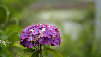 赤や青や紫や白のたくさんの紫陽花
