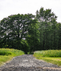 leśna droga na środku łąki, las, krajobraz w rejonie zachodniej polski zielone drzewa błękitne niebo - obrazy, fototapety, plakaty