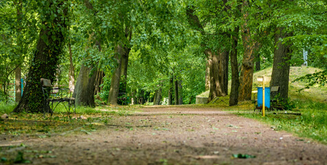 ścieżka w parku ławki pośród drzew zielony klimat zachodnia polska - obrazy, fototapety, plakaty